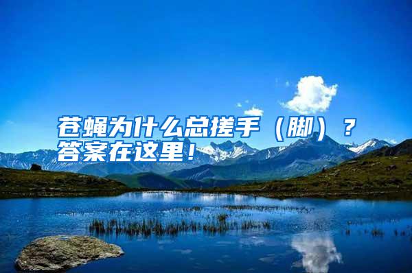 蒼蠅為什么總搓手（腳）？答案在這里！