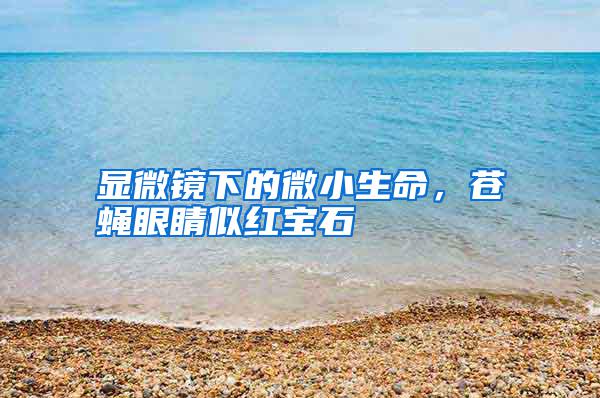 顯微鏡下的微小生命,蒼蠅眼睛似紅寶石