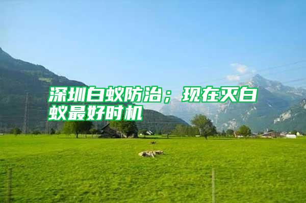 深圳白蟻防治;現在滅白蟻最好時機