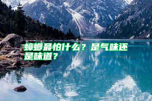 蟑螂最怕什么?是氣味還是味道?