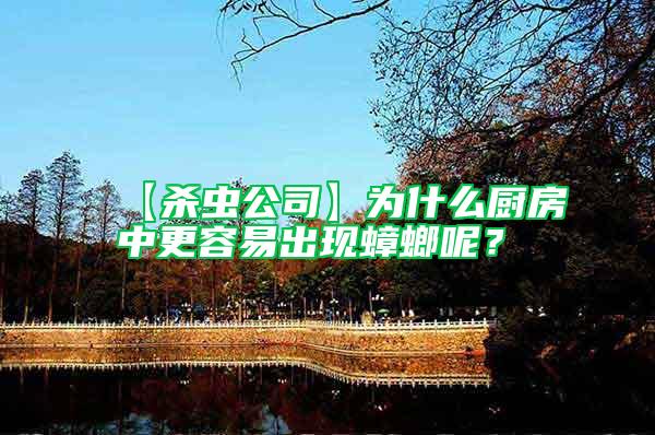 【殺蟲公司】為什么廚房中更容易出現(xiàn)蟑螂呢?