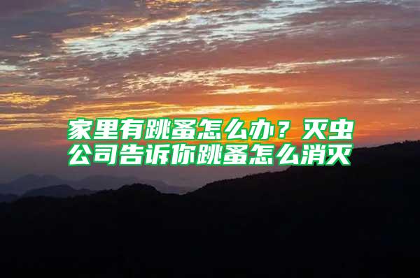 家里有跳蚤怎么辦？滅蟲公司告訴你跳蚤怎么消滅
