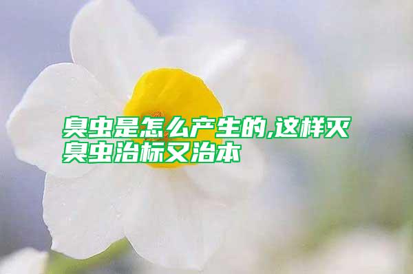 臭蟲(chóng)是怎么產(chǎn)生的,這樣滅臭蟲(chóng)治標(biāo)又治本