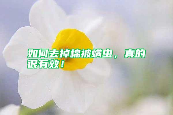 如何去掉棉被螨蟲,真的很有效!