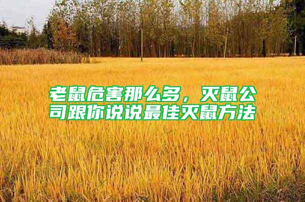 老鼠危害那么多，滅鼠公司跟你說說最佳滅鼠方法