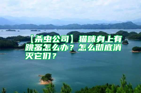 【殺蟲公司】貓咪身上有跳蚤怎么辦？怎么徹底消滅它們？
