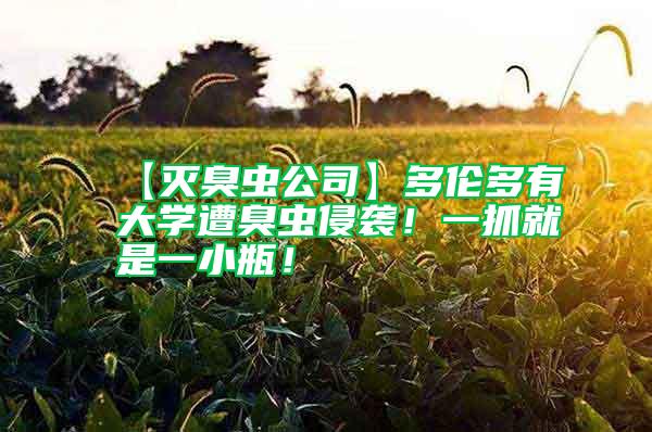 【滅臭蟲公司】多倫多有大學遭臭蟲侵襲！一抓就是一小瓶！