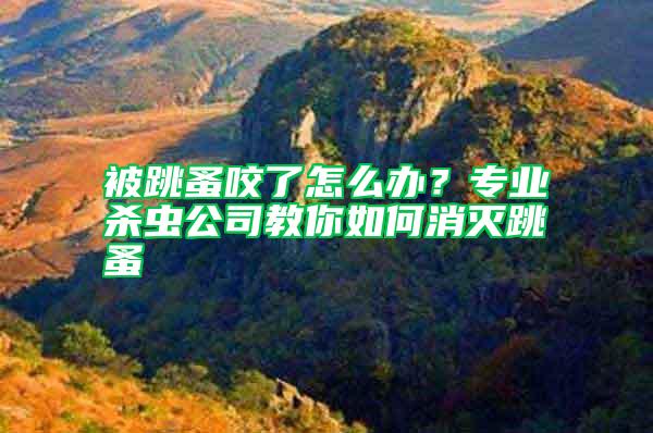 被跳蚤咬了怎么辦?專業殺蟲公司教你如何消滅跳蚤