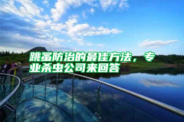 跳蚤防治的最佳方法,專業殺蟲公司來回答