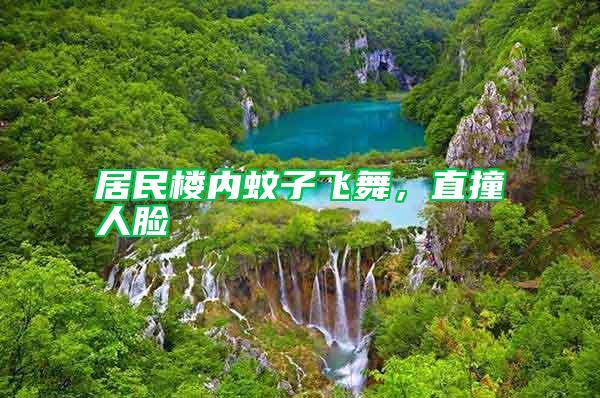 居民樓內(nèi)蚊子飛舞,直撞人臉