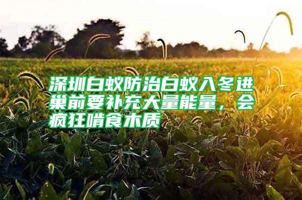 深圳白蟻防治白蟻入冬進(jìn)巢前要補(bǔ)充大量能量,會瘋狂啃食木質(zhì)