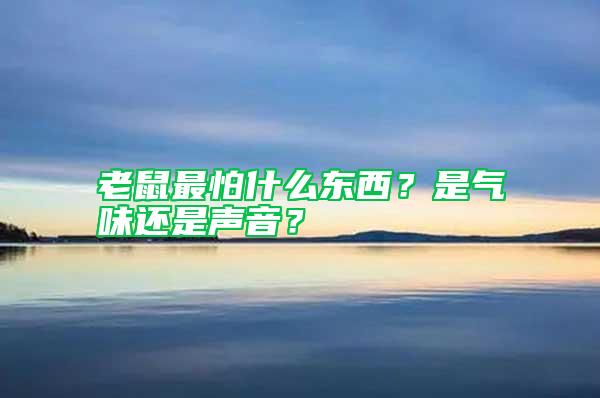 老鼠最怕什么東西?是氣味還是聲音?