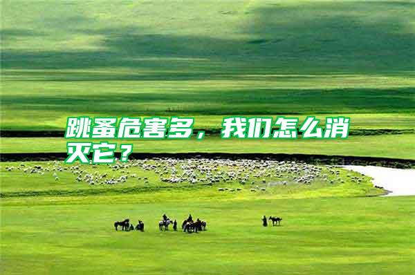 跳蚤危害多,我們怎么消滅它?