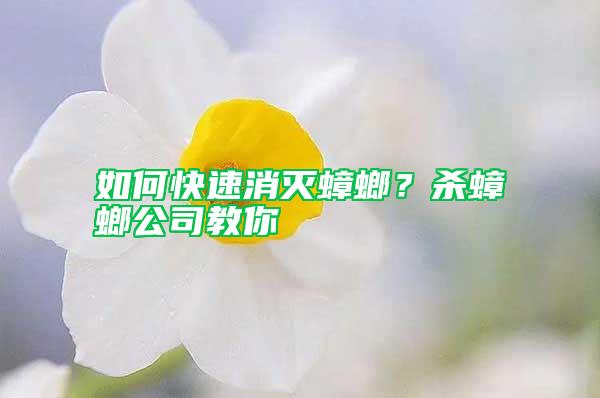 如何快速消滅蟑螂？殺蟑螂公司教你