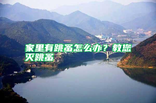 家里有跳蚤怎么辦?教您滅跳蚤