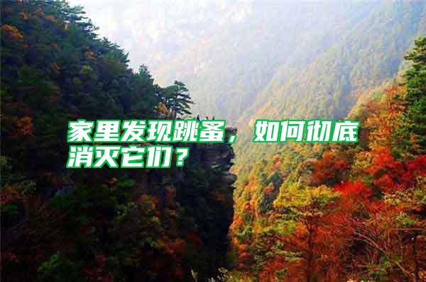 家里發現跳蚤，如何徹底消滅它們？