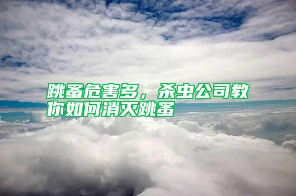 跳蚤危害多，殺蟲公司教你如何消滅跳蚤