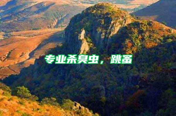 專業殺臭蟲，跳蚤