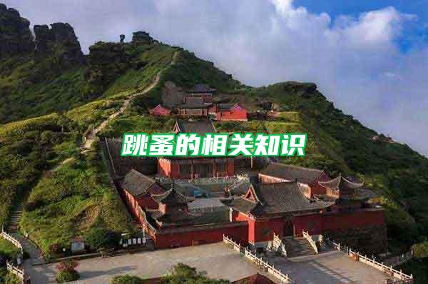 跳蚤的相關知識