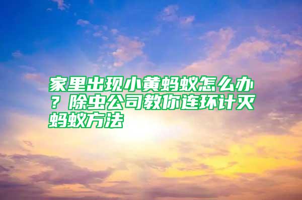 家里出現小黃螞蟻怎么辦？除蟲公司教你連環計滅螞蟻方法