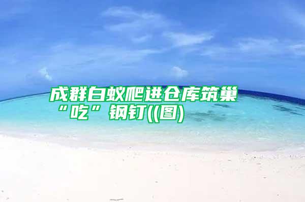 成群白蟻爬進(jìn)倉庫筑巢“吃”鋼釘((圖)