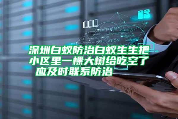 深圳白蟻防治白蟻生生把小區里一棵大樹給吃空了 應及時聯系防治