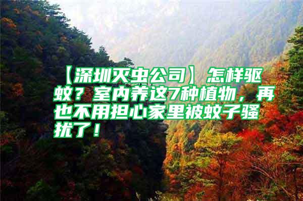 【深圳滅蟲公司】怎樣驅蚊？室內養這7種植物，再也不用擔心家里被蚊子騷擾了！