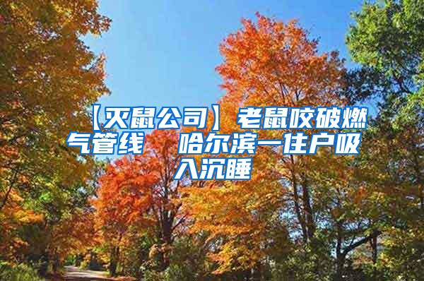 【滅鼠公司】老鼠咬破燃氣管線 哈爾濱一住戶吸入沉睡
