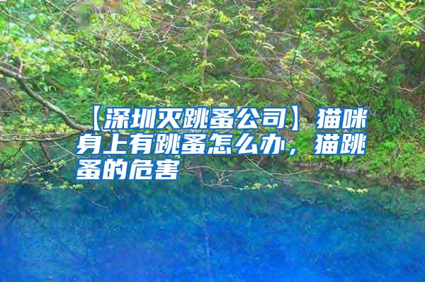 【深圳滅跳蚤公司】貓咪身上有跳蚤怎么辦，貓跳蚤的危害