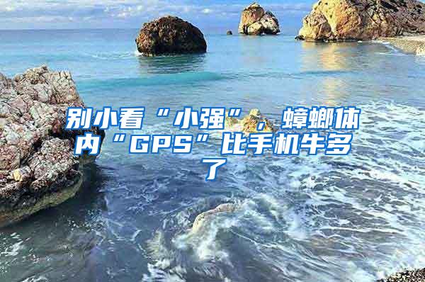 別小看“小強(qiáng)”,蟑螂體內(nèi)“GPS”比手機(jī)牛多了