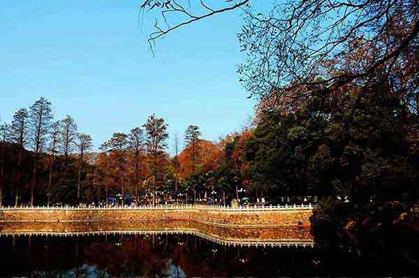 殺蟲公司介紹幾種滅螞蟻最佳方法