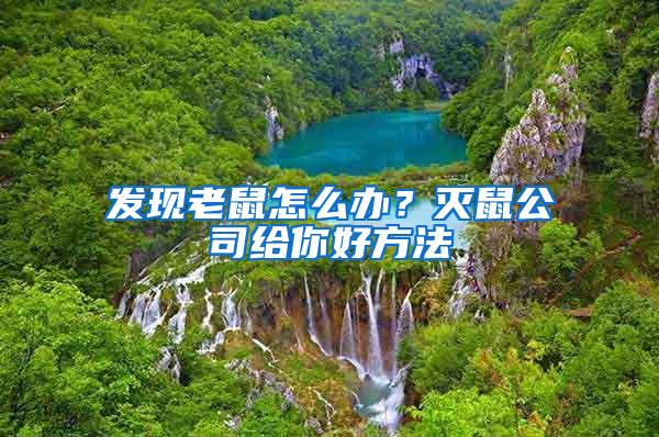 發現老鼠怎么辦？滅鼠公司給你好方法