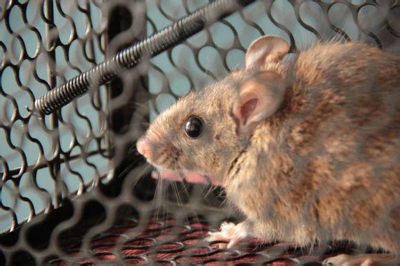 滅鼠公司,滅老鼠公司