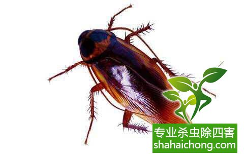 除蟑螂滅蟑螂的方法 如何消滅蟑螂,怎么樣滅除蟑螂