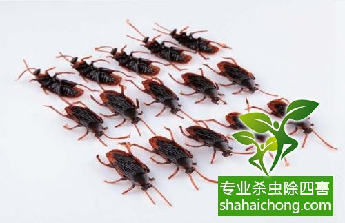 家里有蟑螂怎么辦,蟑螂怎么消滅 殺蟑螂公司怎么樣滅蟑螂