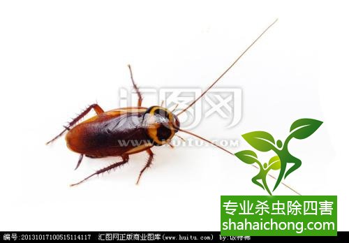 除蟑螂滅蟑螂的方法 如何消滅蟑螂,怎么樣滅除蟑螂