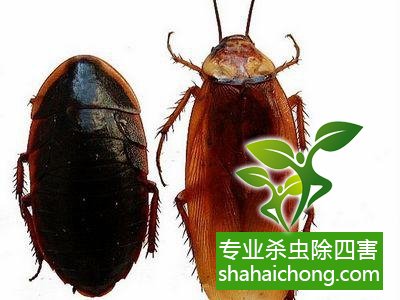 家里有蟑螂怎么辦,蟑螂怎么消滅 殺蟑螂公司怎么樣滅蟑螂