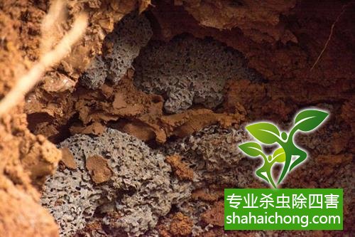 防治白蟻,白蟻防治方法 白蟻怎么治,白蟻防治方法