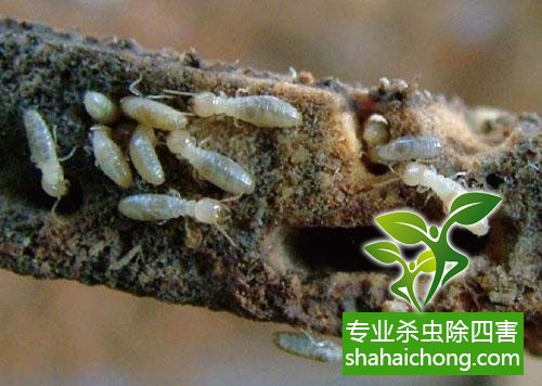 防治白蟻,白蟻防治方法 白蟻怎么治,白蟻防治方法