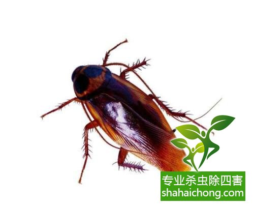 除蟑螂滅蟑螂的方法 如何消滅蟑螂,怎么樣滅除蟑螂