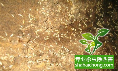 防治白蟻,白蟻防治方法 白蟻怎么治,怎么防治白蟻方法