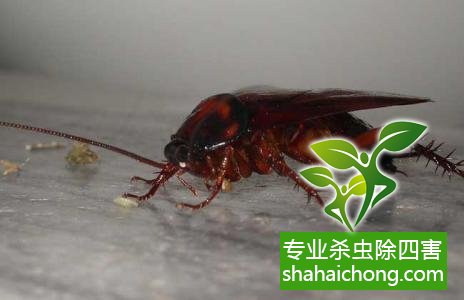 家里有蟑螂怎么辦,蟑螂怎么消滅 殺蟑螂公司怎么樣滅蟑螂