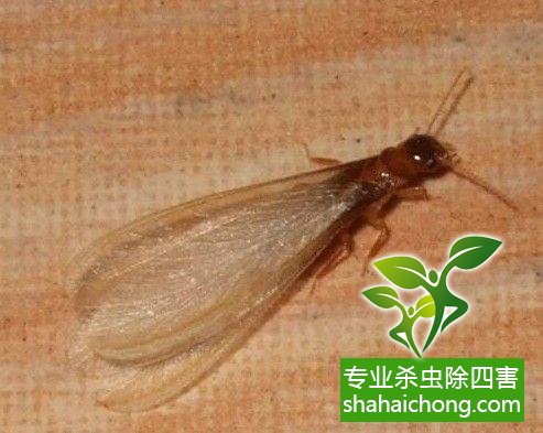 防治白蟻,白蟻防治方法 白蟻怎么治,白蟻防治方法