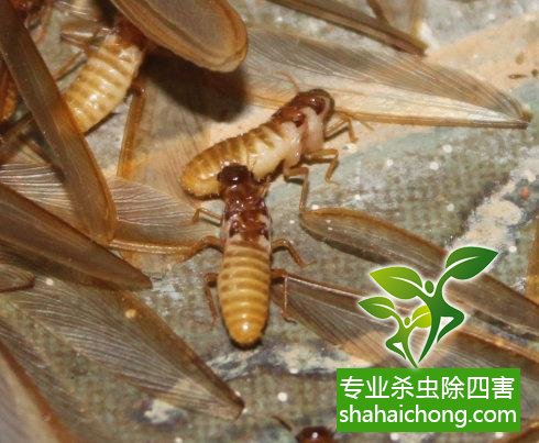 防治白蟻,白蟻防治方法 白蟻怎么治,白蟻防治方法