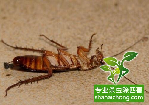 除蟑螂滅蟑螂的方法 如何消滅蟑螂,怎么樣滅除蟑螂