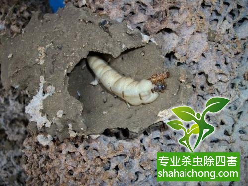 白蟻怎么治,怎么防治白蟻方法